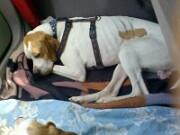 Auf der Fahrt nach Hause - Shirley bewacht seinen Schlaf null