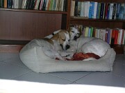 gemeinsam im Körbchen null