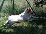 Shirley im Garten null