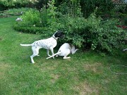 Branca und Monty -08 null