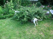 Branca und Monty -09 null