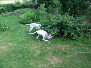 Branca und Monty -10 null