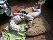 Branca und Monty -12 null