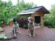 Branca und Monty -13 null