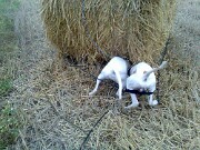 2018 Shirley und Monty -01 null