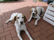 2018 Shirley und Monty -03 null