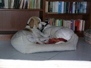 2018 Shirley und Monty -04 null