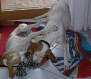 2018 Shirley und Monty -06 null