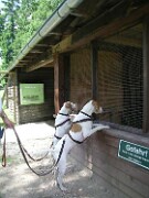 2018 Shirley und Monty -07 null