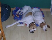 2018 Shirley und Monty -08 null