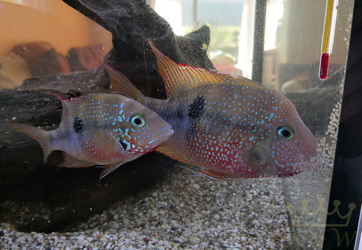 Fische