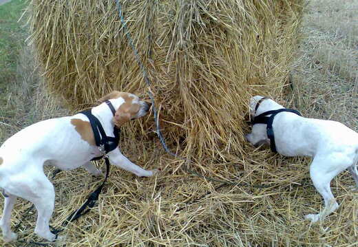 Hunde