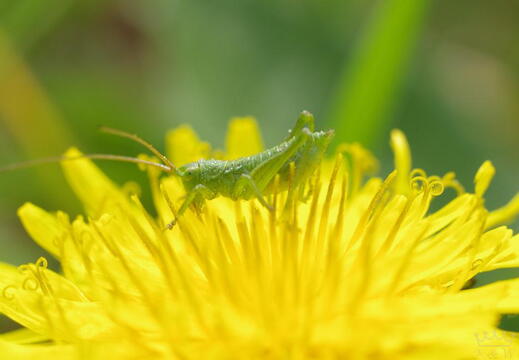 Natur