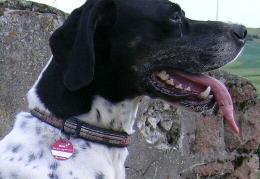 unsere bisherigen Töölchen