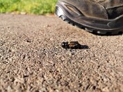 Feldgrille am Schuh null