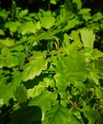 Insektenfühler null