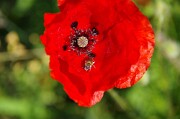 Mohn mit Biene null