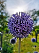 Distel im Gegenlicht null