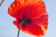 Mohn von unten null