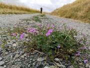 Schotter Perspektive null