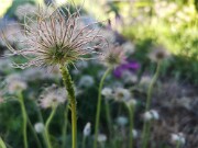 Kuhschelle_samen null